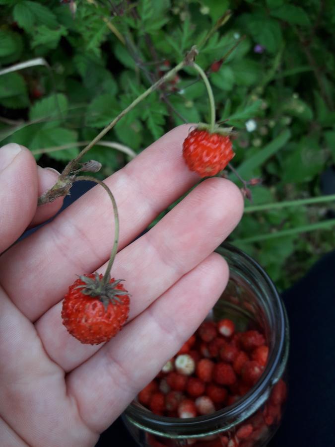 Landhaus Cherry